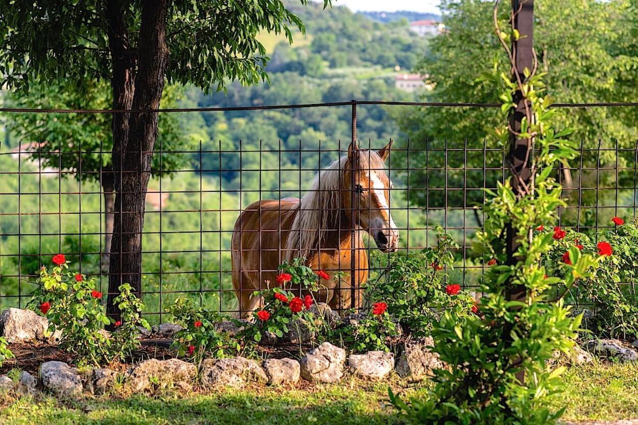 Agriturismo Il Porcellino Квінто-ді-Вальпантена Екстер'єр фото